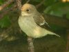 Pied Flycatcher at Gunners Park (Steve Arlow) (74867 bytes)